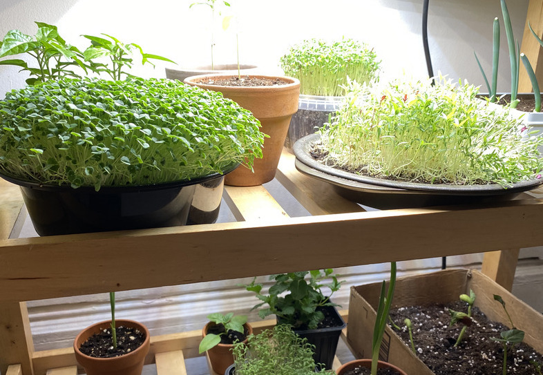 indoor garden with led grow light