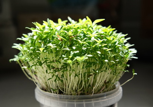 amaranth microgreens in salsa container