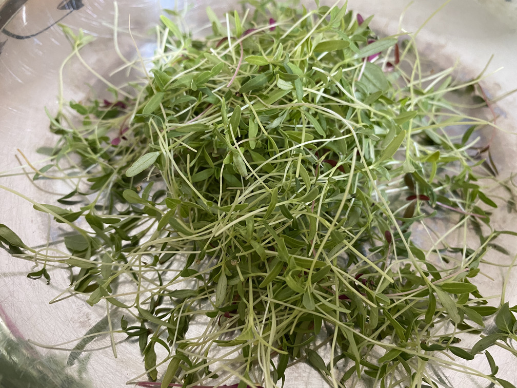 amaranth microgreens harvested closeup