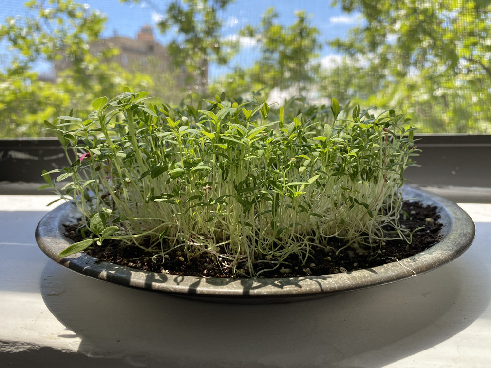 amaranth microgreens in a pie pan