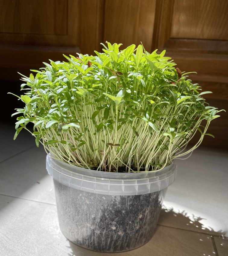 amaranth microgreens in a salsa container