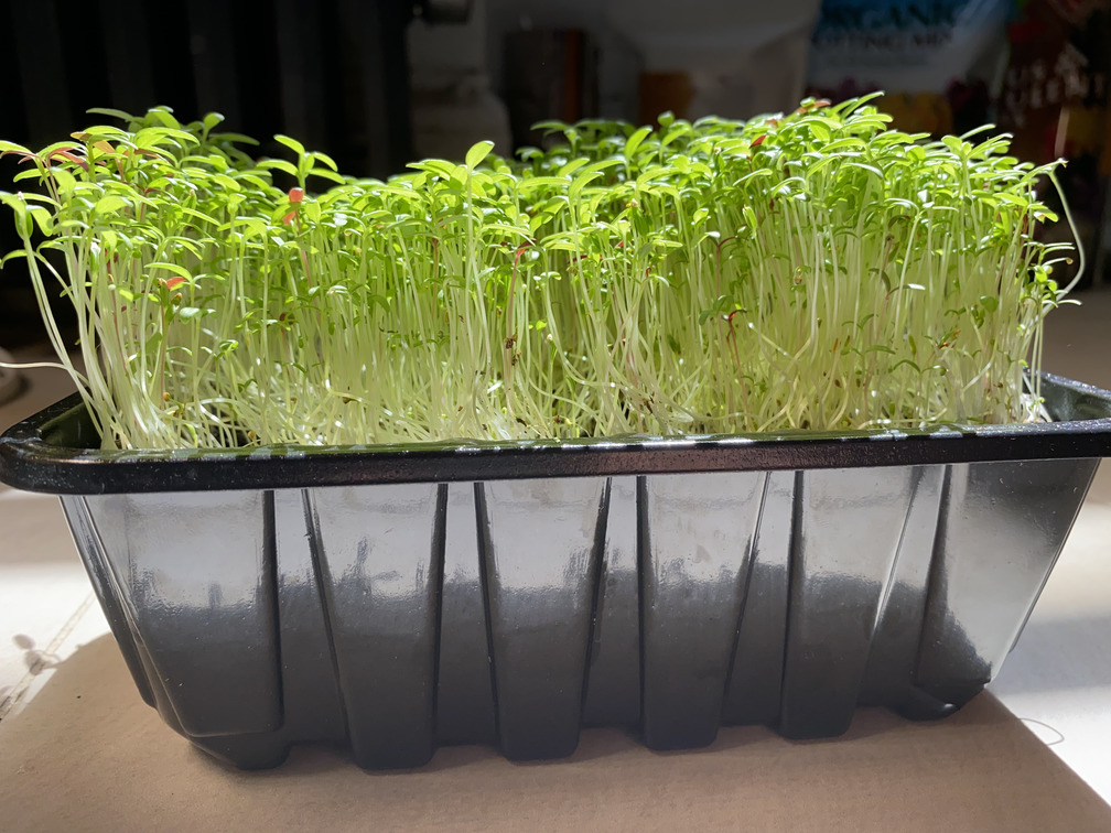 amaranth microgreens in a tray