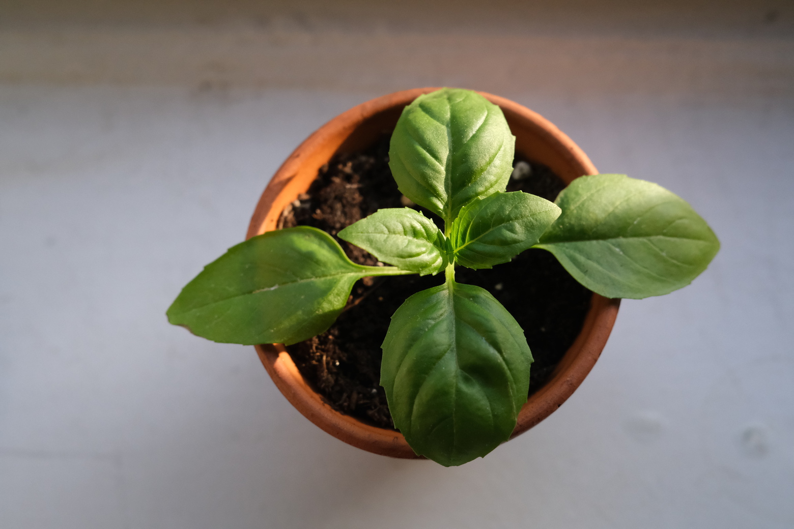 basil cutting from above