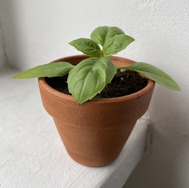 basil cutting in small pot