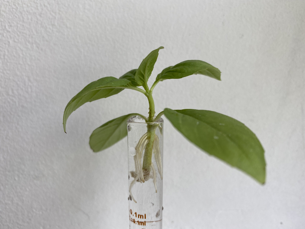 basil cutting in water