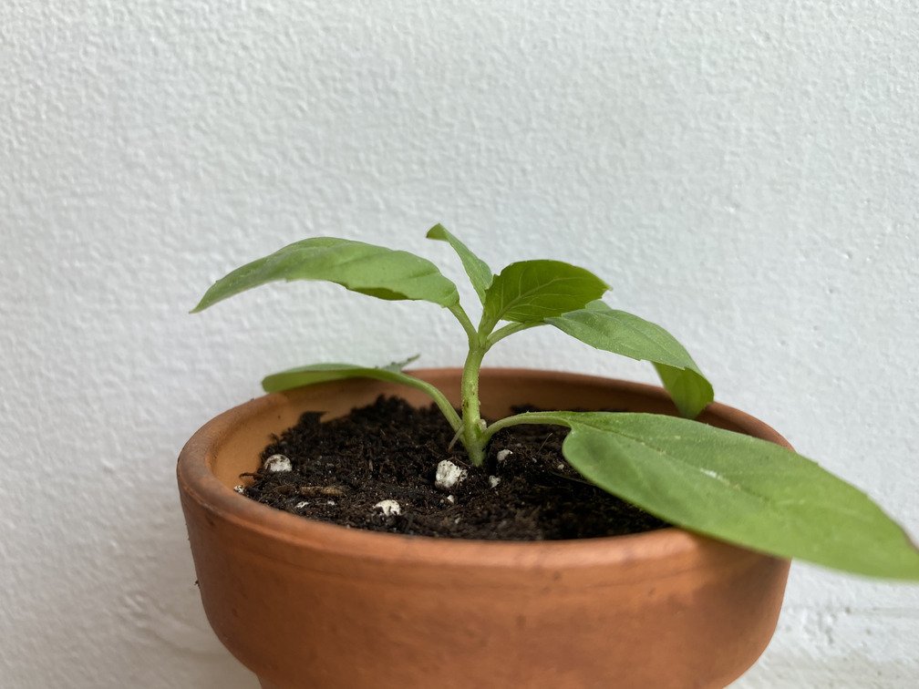 basil cutting replanted