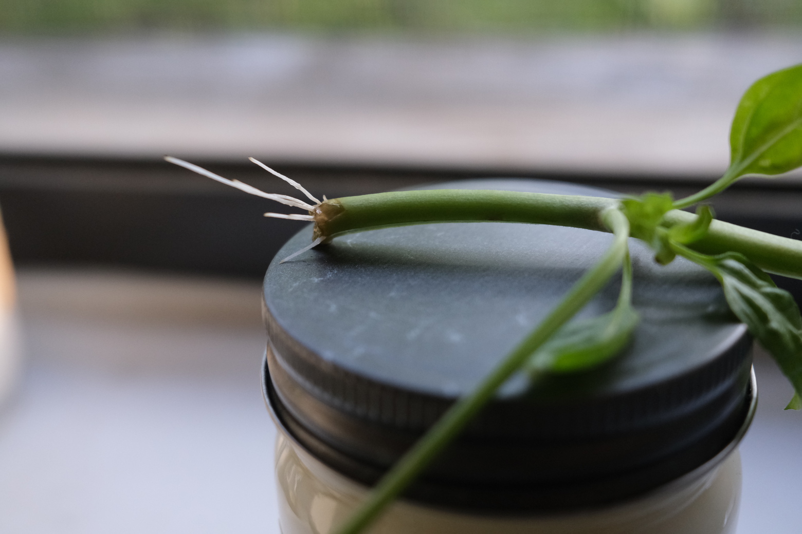 basil cutting roots closeup