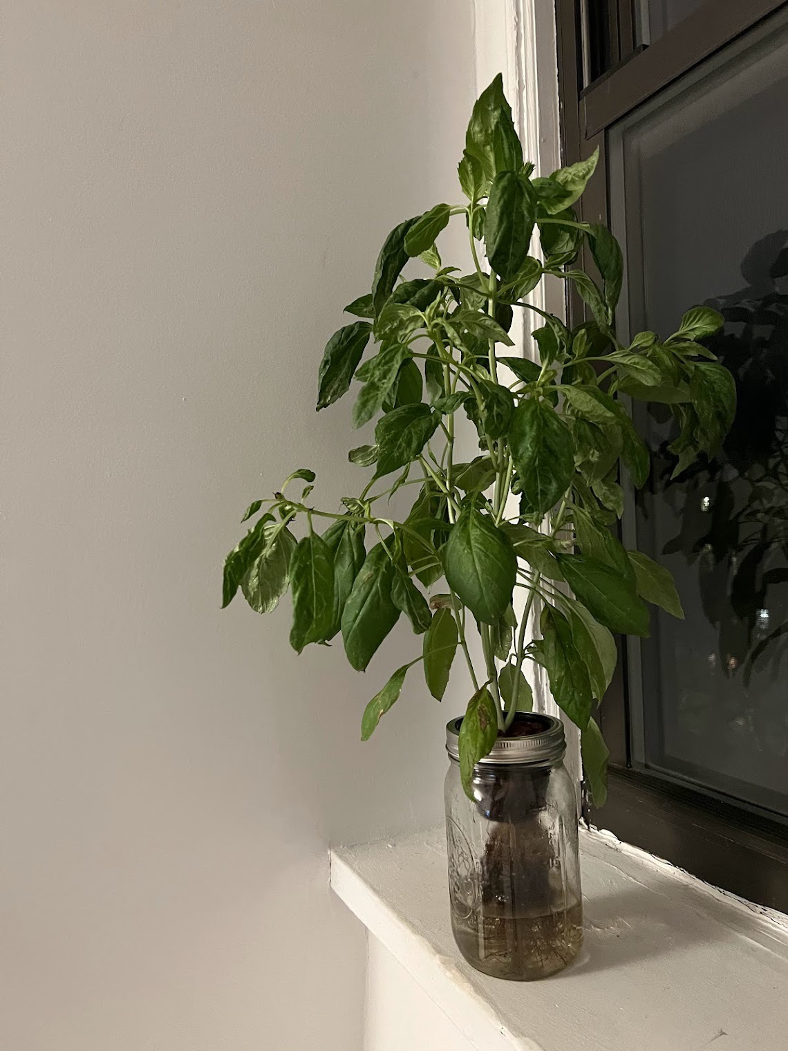 basil growing big in mason jar