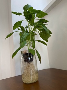 basil growing in mason jar