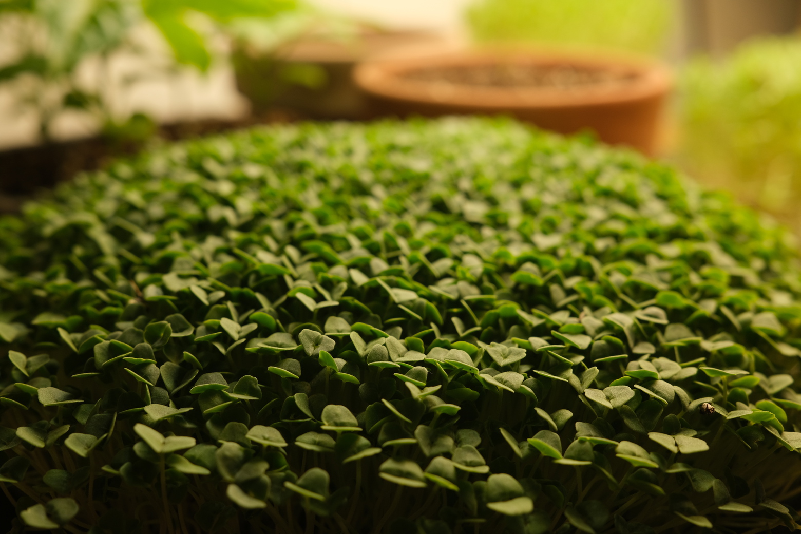 chia microgreens closeup