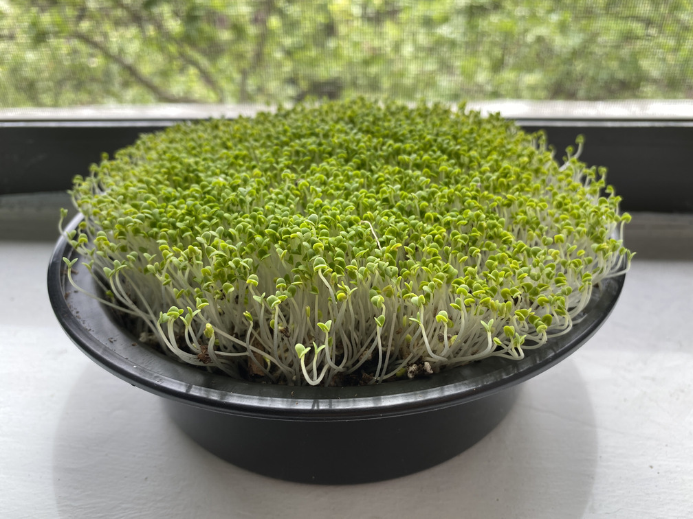 chia microgreens early