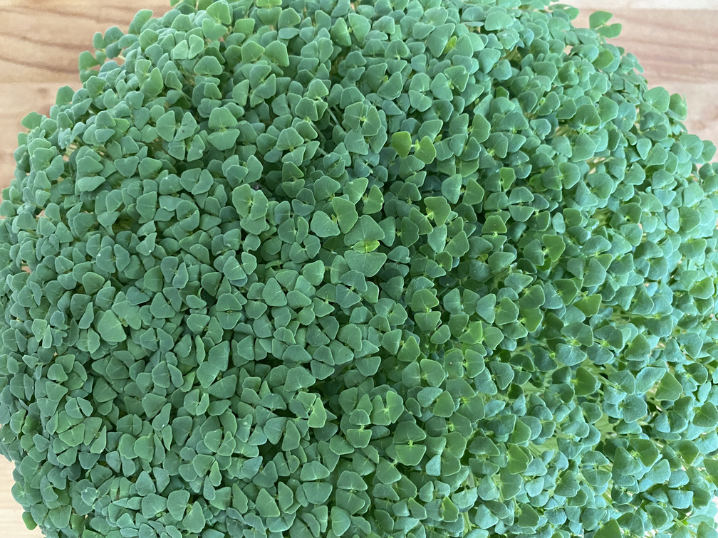 chia microgreens from above closeup