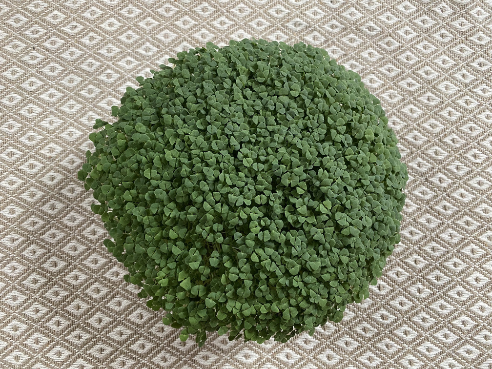 chia microgreens from above