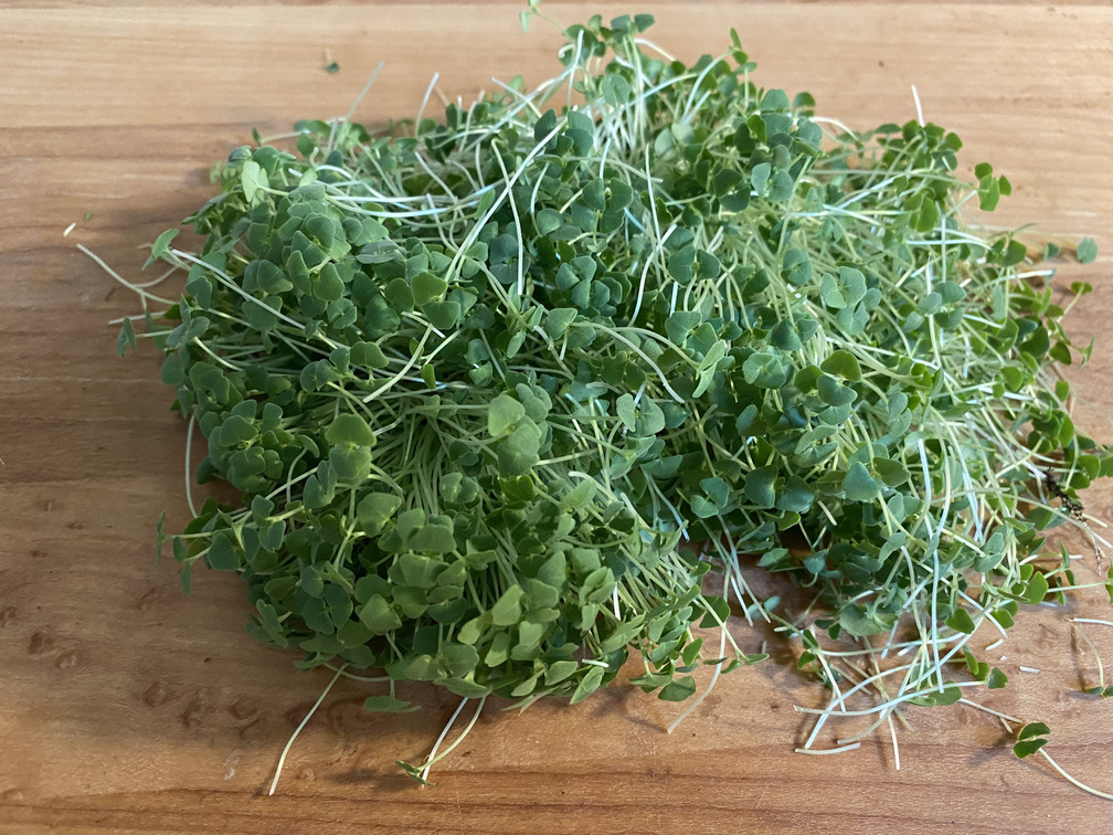 chia microgreens harvested