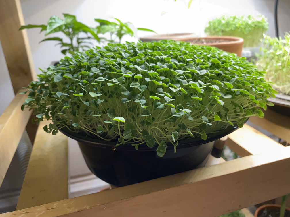 chia microgreens ready