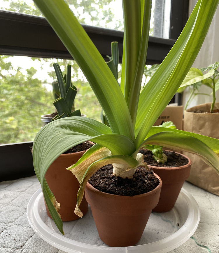 growing leeks bottom watering