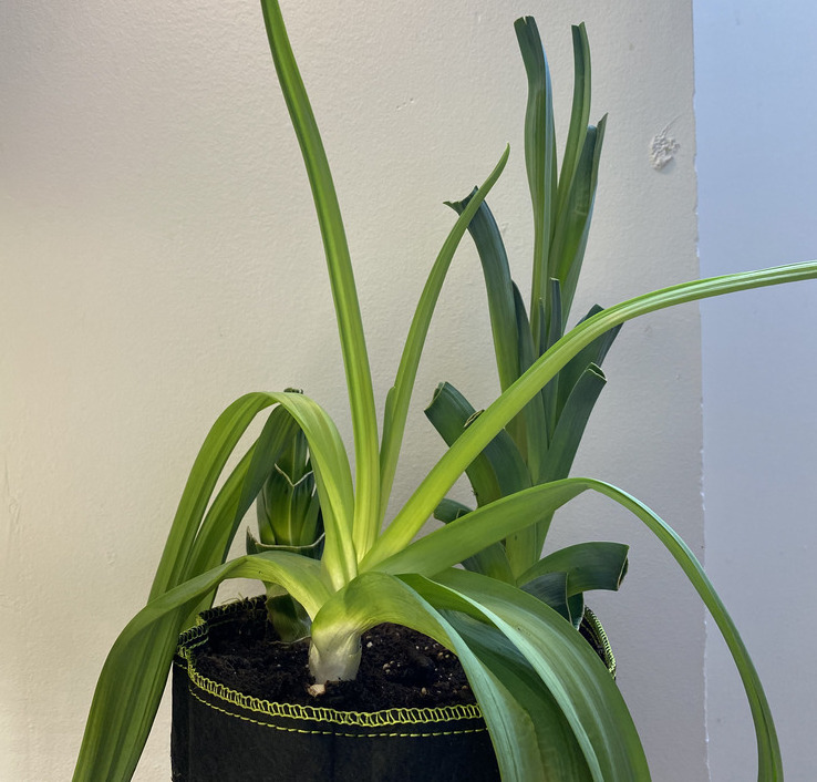 growing leeks in a one-gallon grow bag