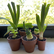 growing leeks in small terracotta pots