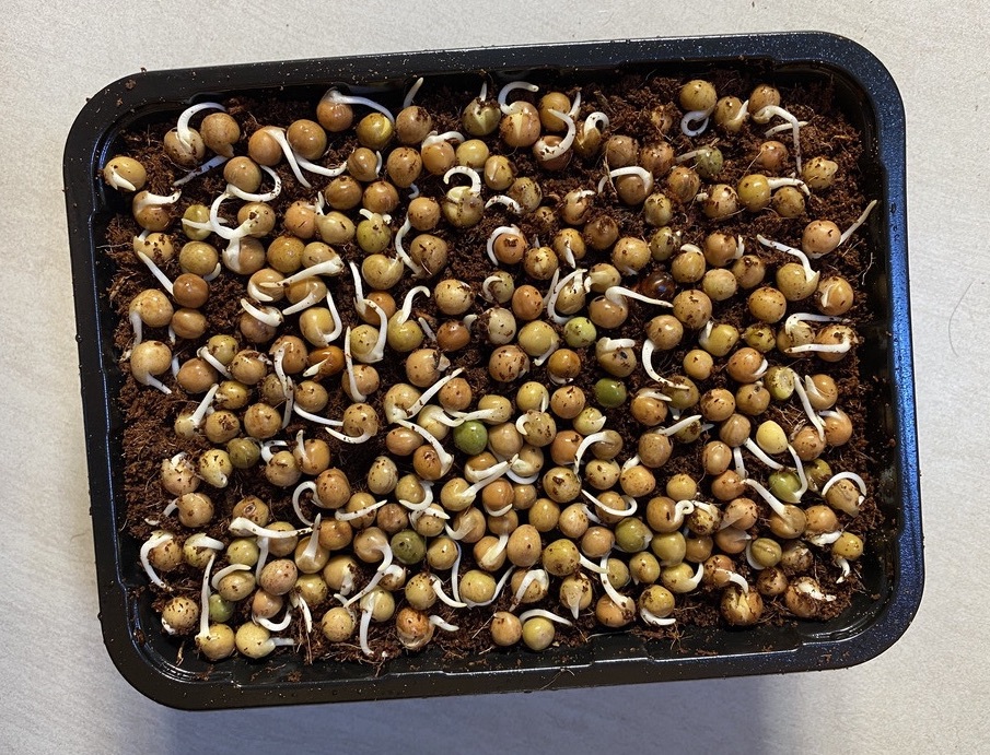 geminated pea seeds on coconur coir in a tray