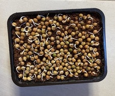 pea seeds geminating in small plastic container