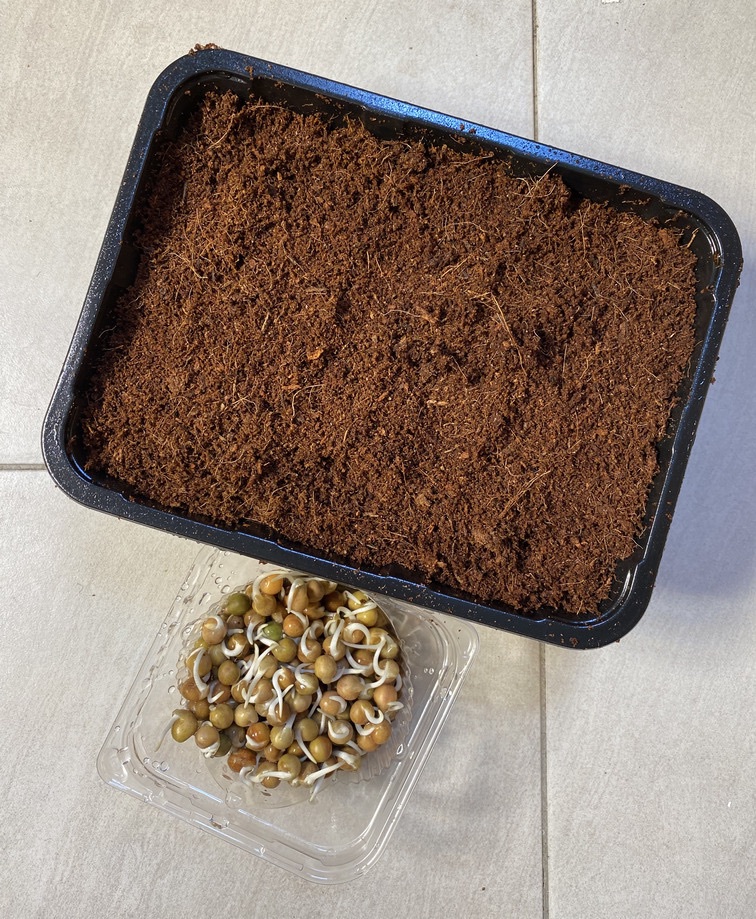 geminated pea seeds next to coconut coir in a tray