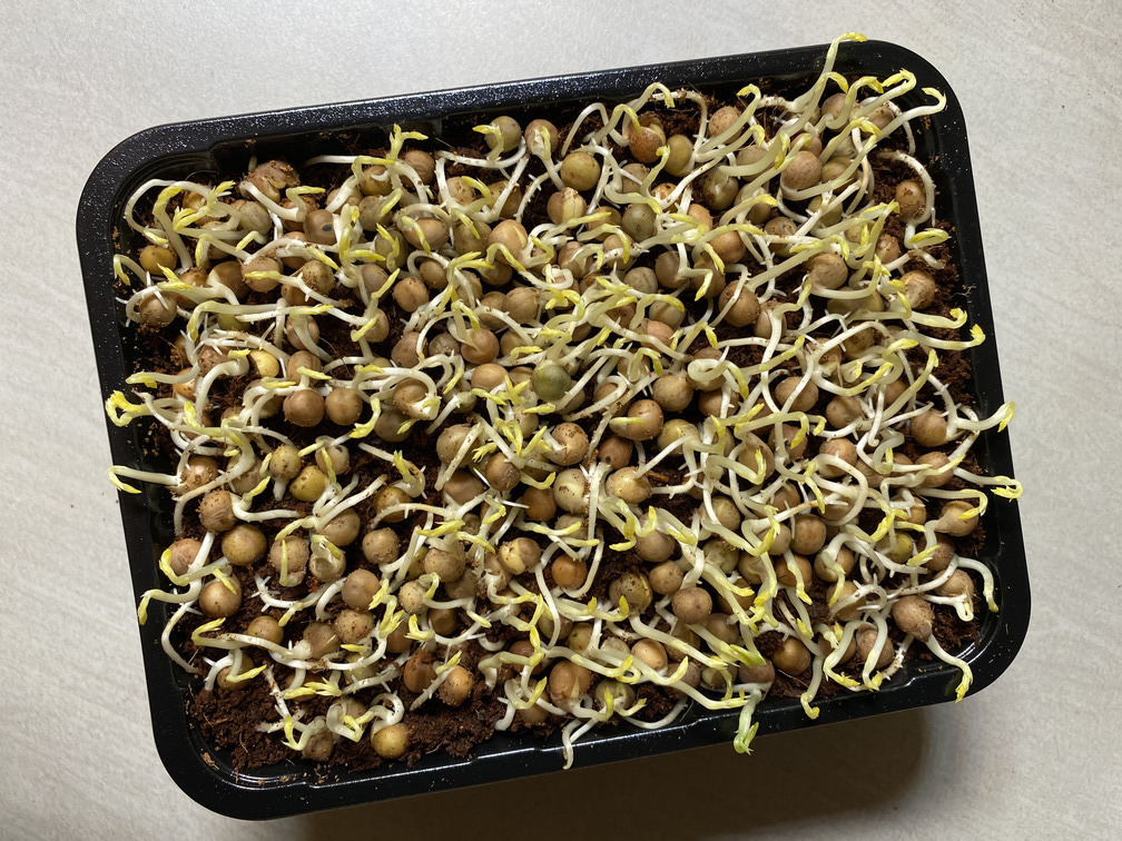 pea sprouts germinating on coconut coir