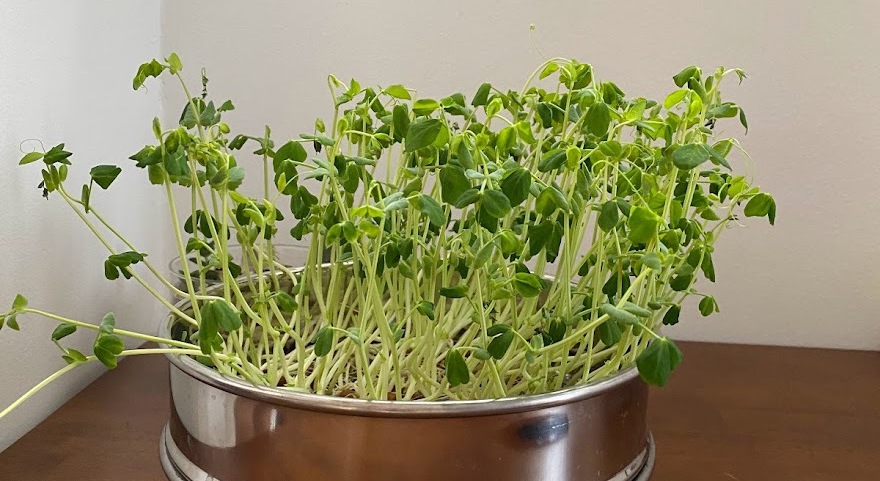 pea sprouts hydroponic