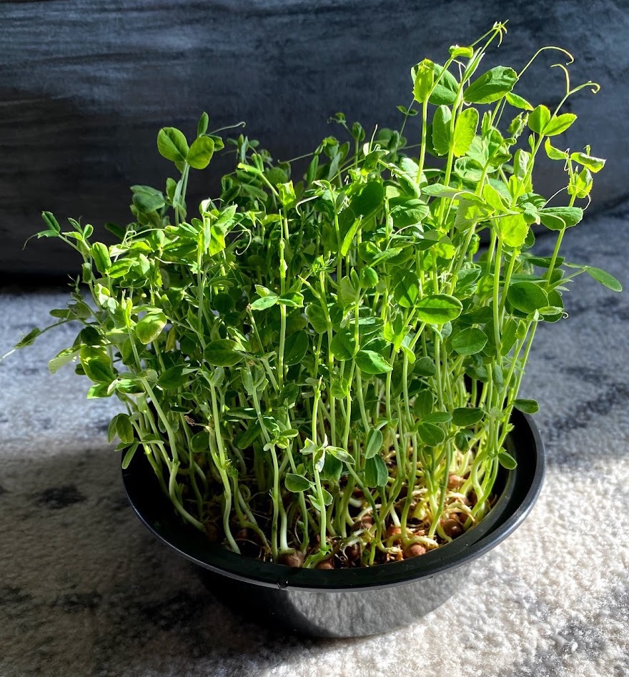 pea sprouts in soil