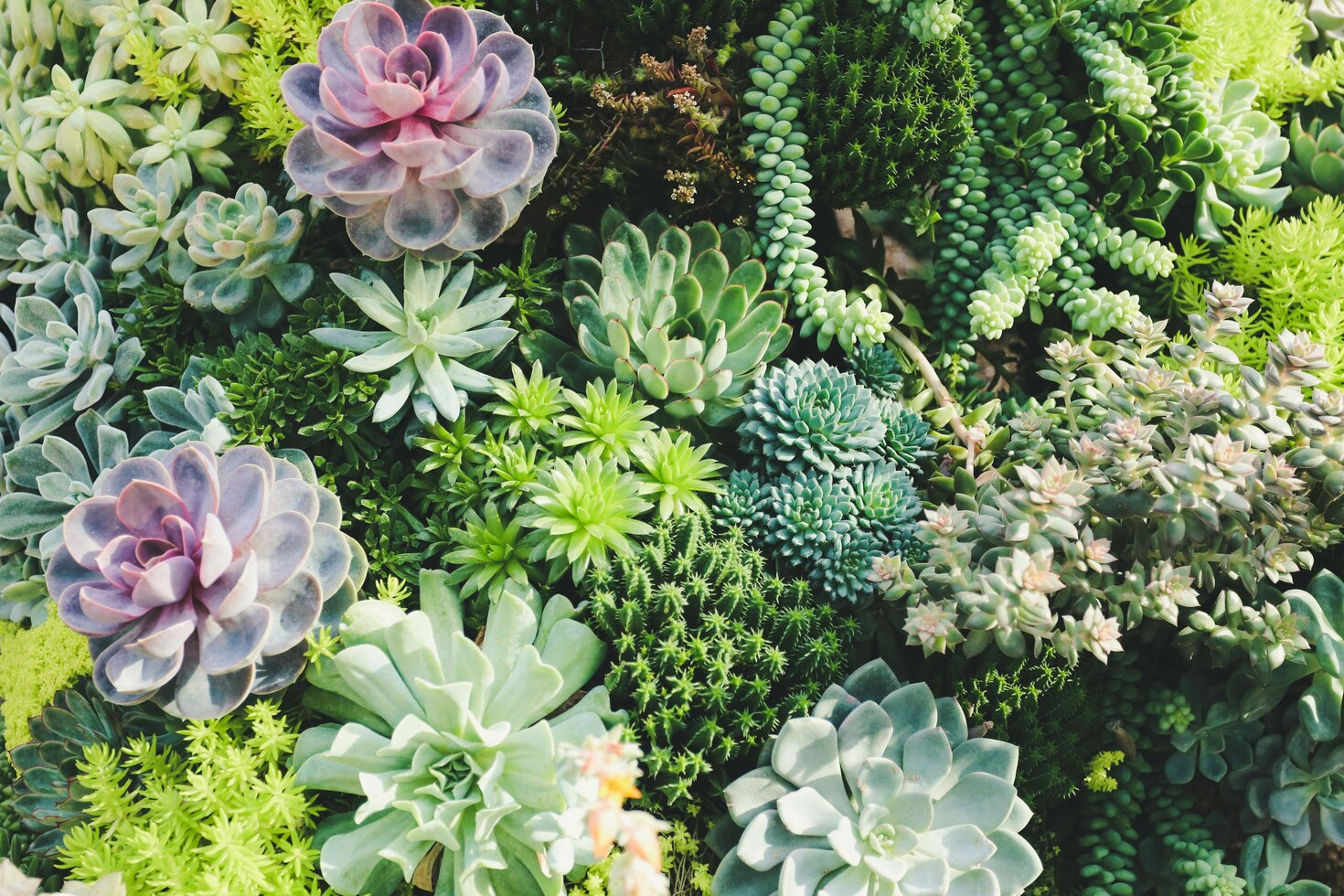 succulent display